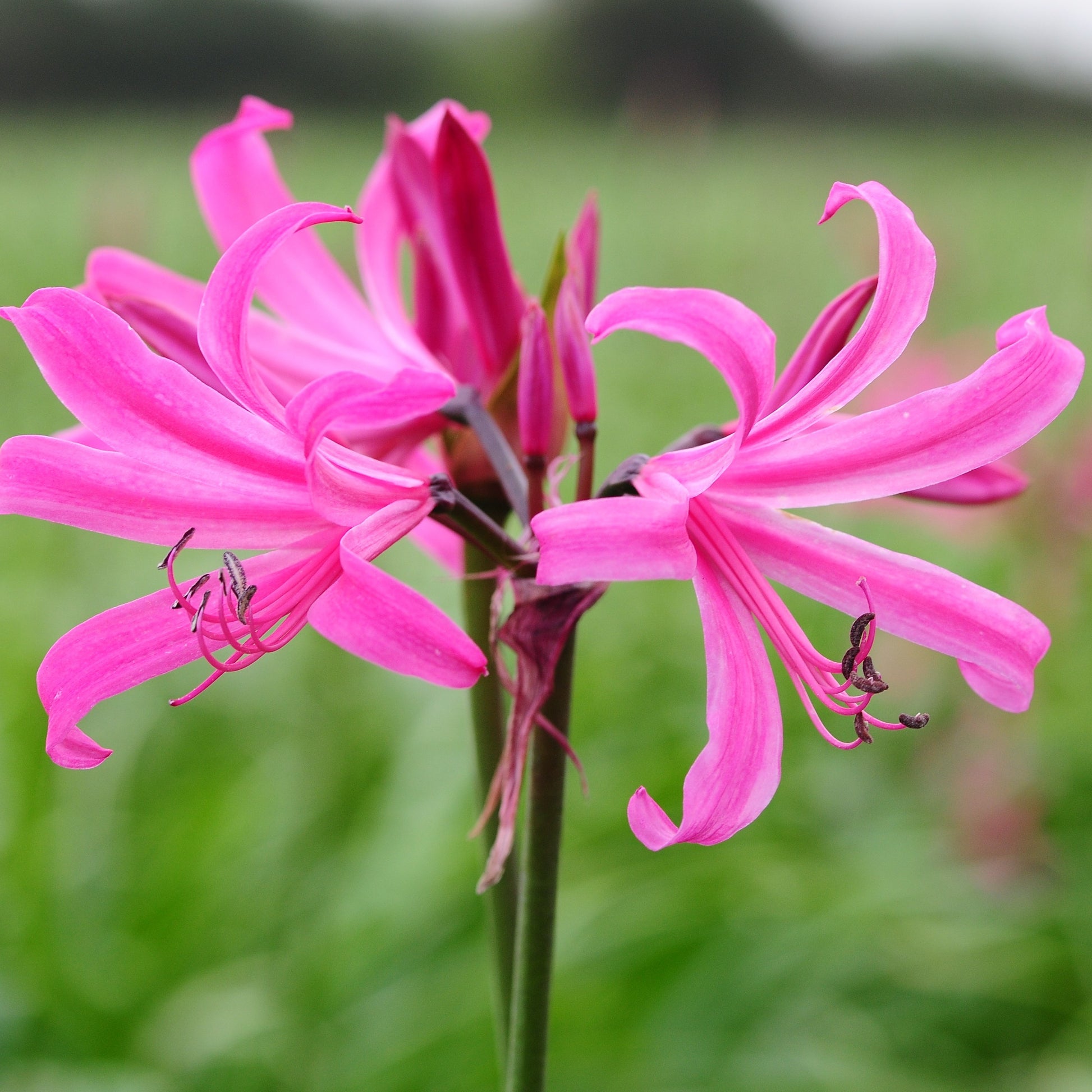 Amarine is een kruising tussen Amaryllis belladonna en Nerine bowdenii en heeft van beide soorten de beste kenmerken in zich verenigd qua bloei en winterhardheid.