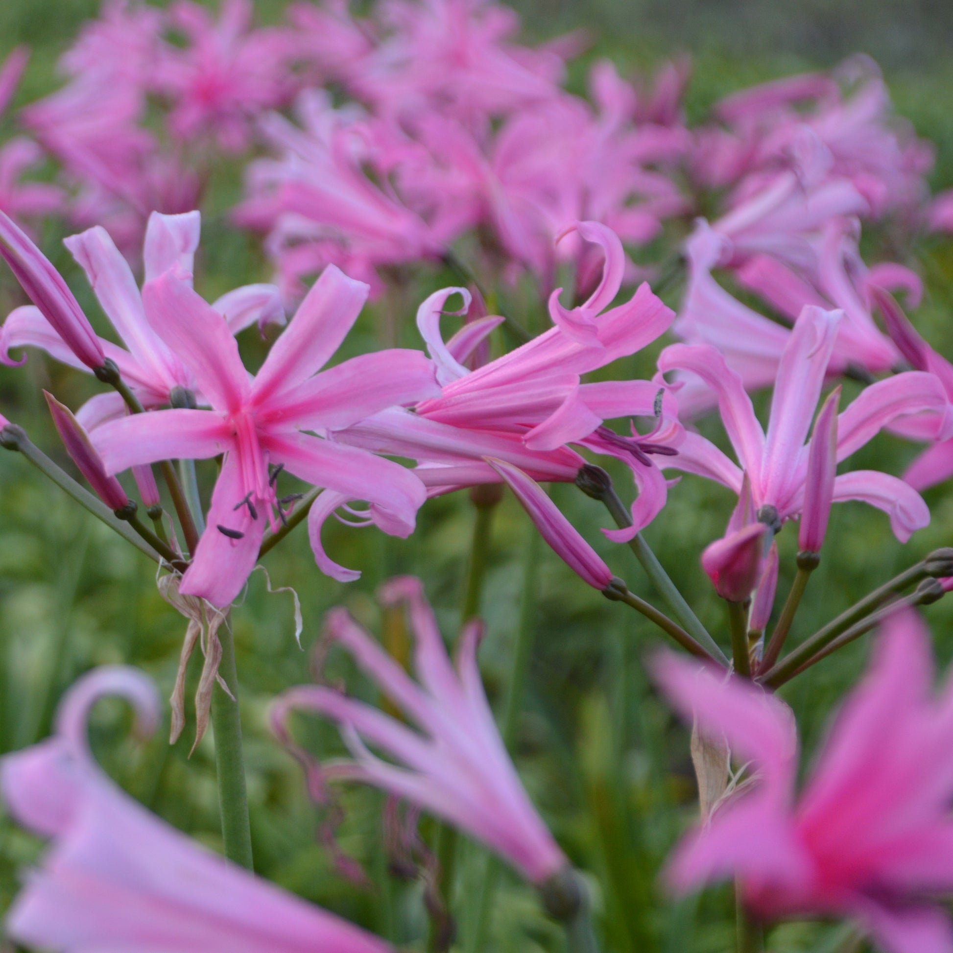 Helderroze  Amarine is een kruising tussen Amaryllis belladonna en Nerine bowdenii en heeft van beide soorten de beste kenmerken in zich verenigd qua bloei en winterhardheid.