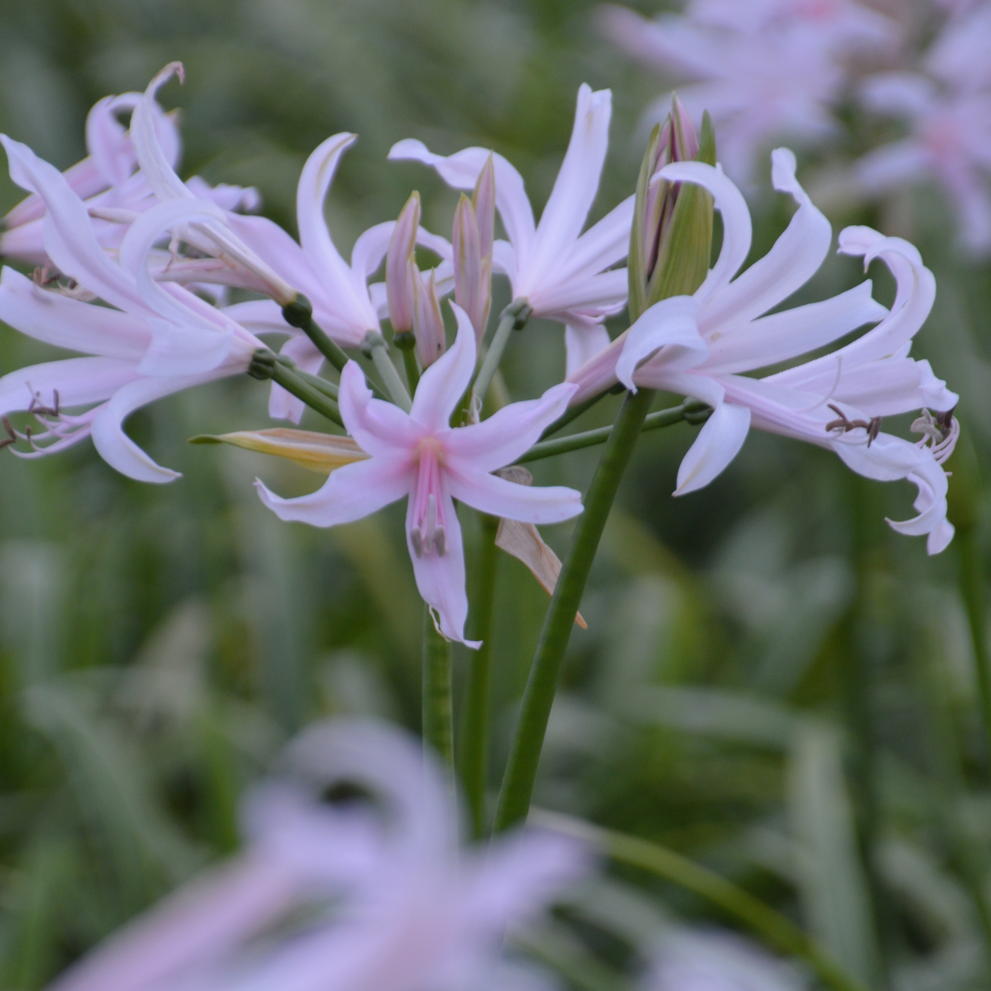 De Amarine belladiva is de ‘grootbloemige’ kruising tussen Nerine en Amaryllis en kenmerkt zich door een rijke, volle bloei en een lange houdbaarheid