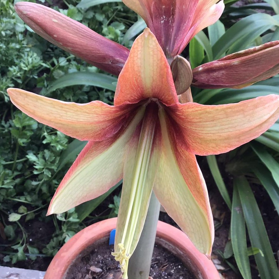 Amaryllis (Hippeastrum) Wild Amazone®   Nieuw soortje dat zijn naam alle eer aandoet. Een exotische beauty met een wel heel speciaal kleurenpallet dat best te omschrijven valt als limoengroen met terracotta.
