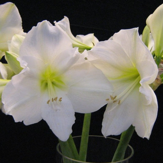 Amaryllis (Hippeastrum) wit  ‘Christmas Gift’  