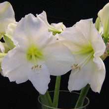 Afbeelding in Gallery-weergave laden, Amaryllis (Hippeastrum) wit  ‘Christmas Gift’  
