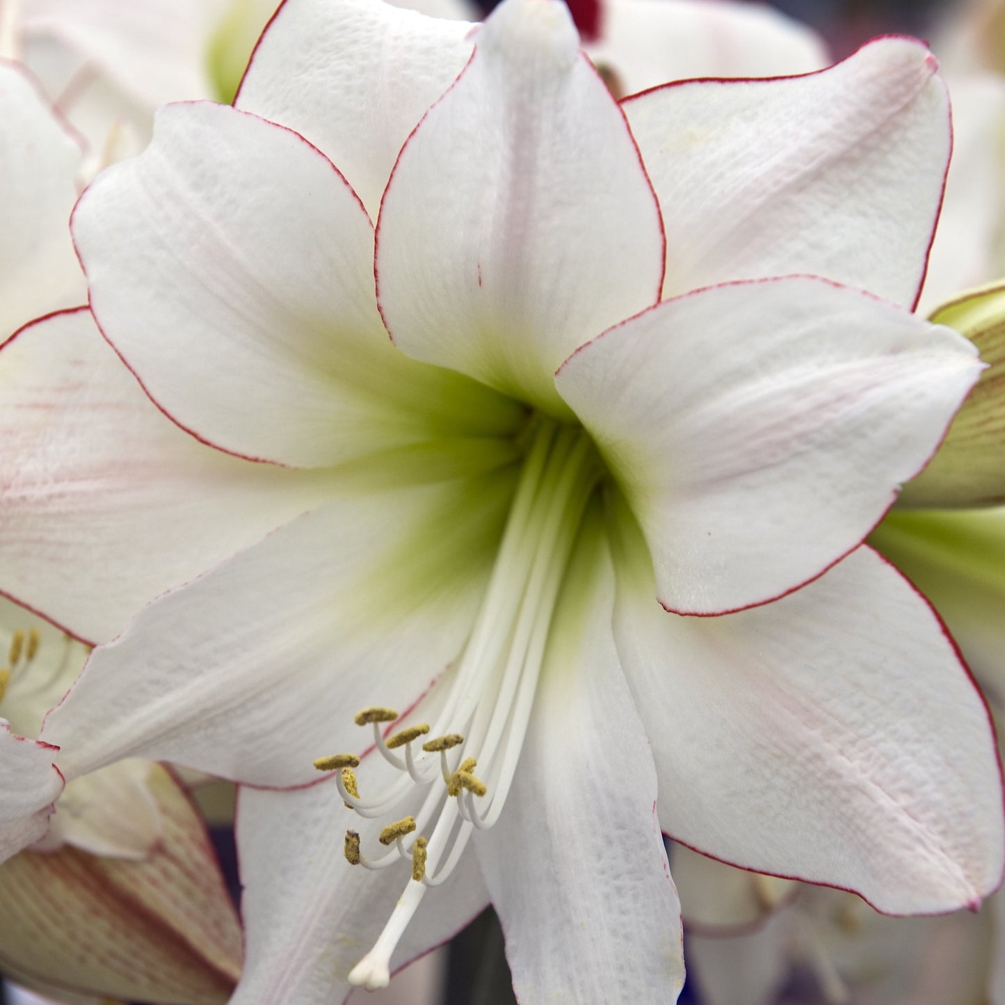 Amaryllis (Hippeastrum) Picotee®,  Veel gezocht door de liefhebbers, wit met fijne rode rand