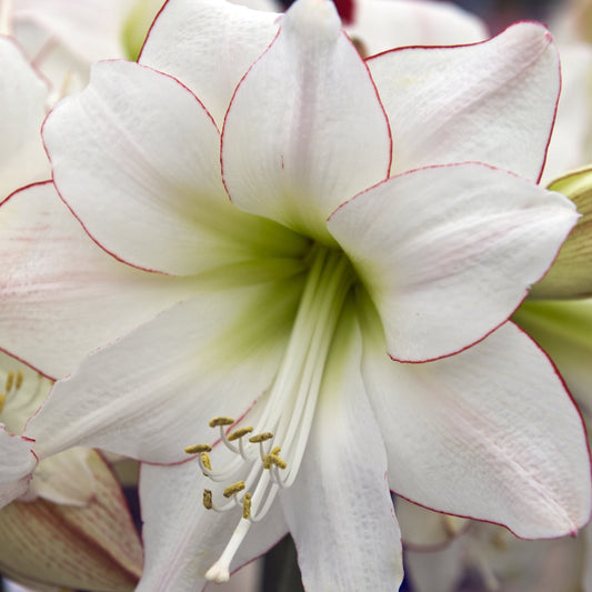 Amaryllis (Hippeastrum) Picotee®,  Veel gezocht door de liefhebbers, wit met fijne rode rand