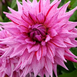 Cactus Dahlia American Dream heeft grote roze bloemen met donkere streeptjes die het een mooi dramatisch effect geven.