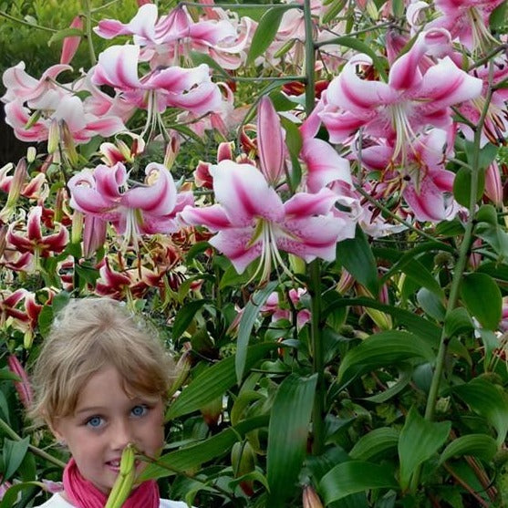 Lilium (lelie) Anastasia                 OT Hybride lelies of boomlelies (80-130 cm) Behoort tot een nieuwe kruising, ook wel super lelies genoemd, vanwege hun lengte. Kan tot wel 1.80 cm groeien. Heeft grote, roze bloemen die sterk geuren.