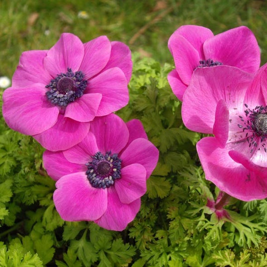 Anemonen De Caen Sylphide  (Anemoon Coronaria)  Grote enkele violette bloemen.  Mooie snijbloem. Bij voorkeur een nacht in water weken alvorens te planten. 