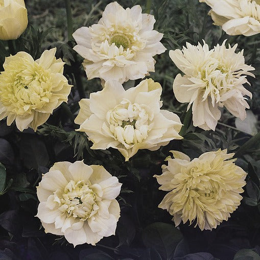 (Anemoon Coronaria dubbel)  Dubbele witte Anemoon