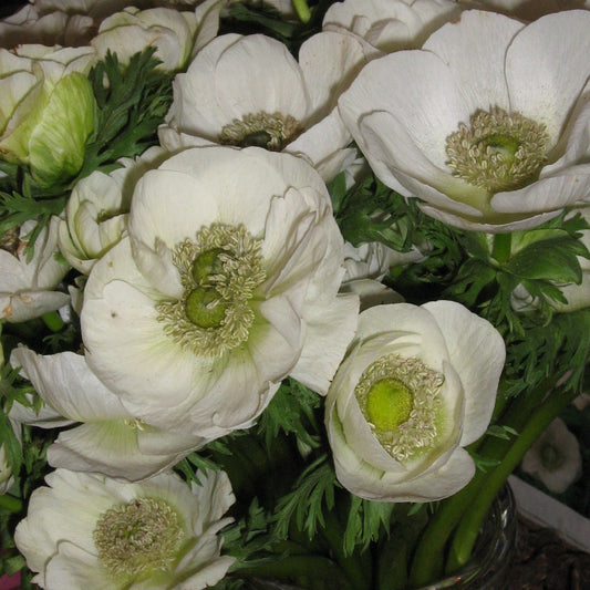 Anemoon de Caen the bride, heerlijke  wintervaste knol  