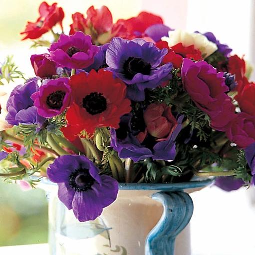 Anemonen De Caen gemengd.   (Anemoon Coronaria)  Mooie mengeling van kleuren. Zeer leuk als snijbloem.