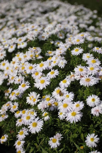 Aster dumosus Kristina.    Deze laagblijvende Aster heeft mooie zuiverwitte margrietachtige bloemen