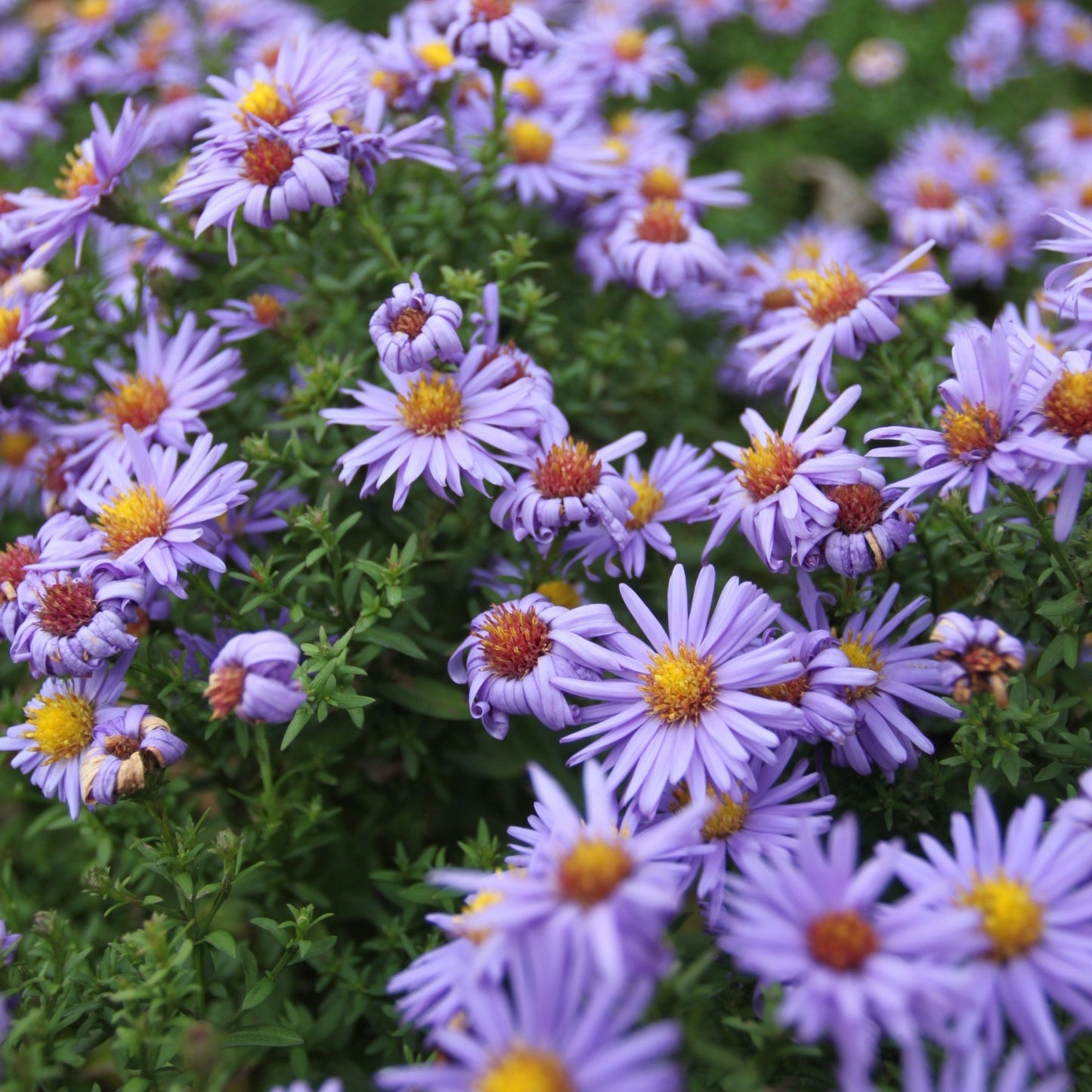 Aster dumosus Anton Kippenberg.  lage en compacte herfstaster. Bijenvriendelijk