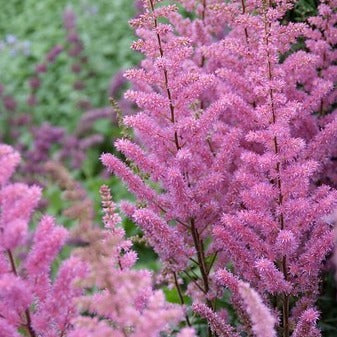 Bestel ze nu eenvoudig online en plant ze dit voorjaar voor een mooie kleurrijke tuin
