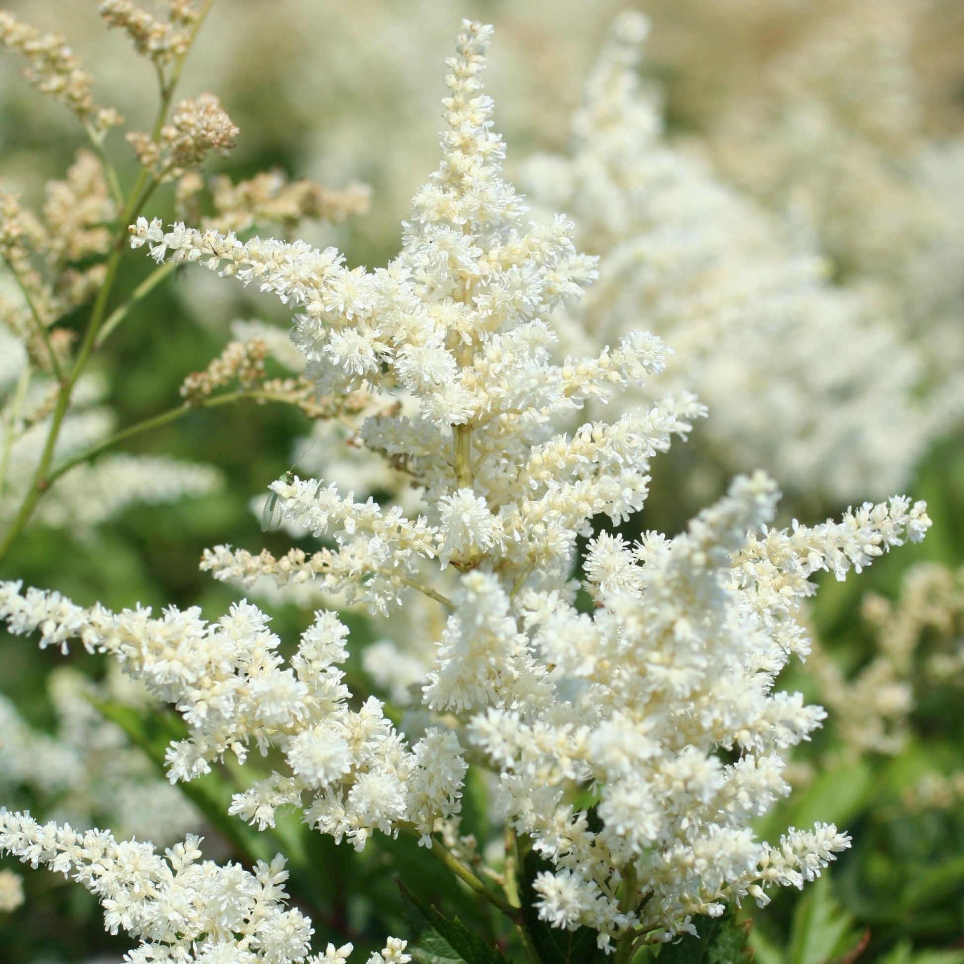 Zeer wintervaste plant.   Bestel ze nu eenvoudig online en plant ze dit voorjaar 