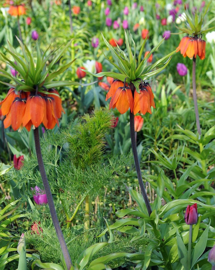 Keizerskroon (Fritillaria Aurora)