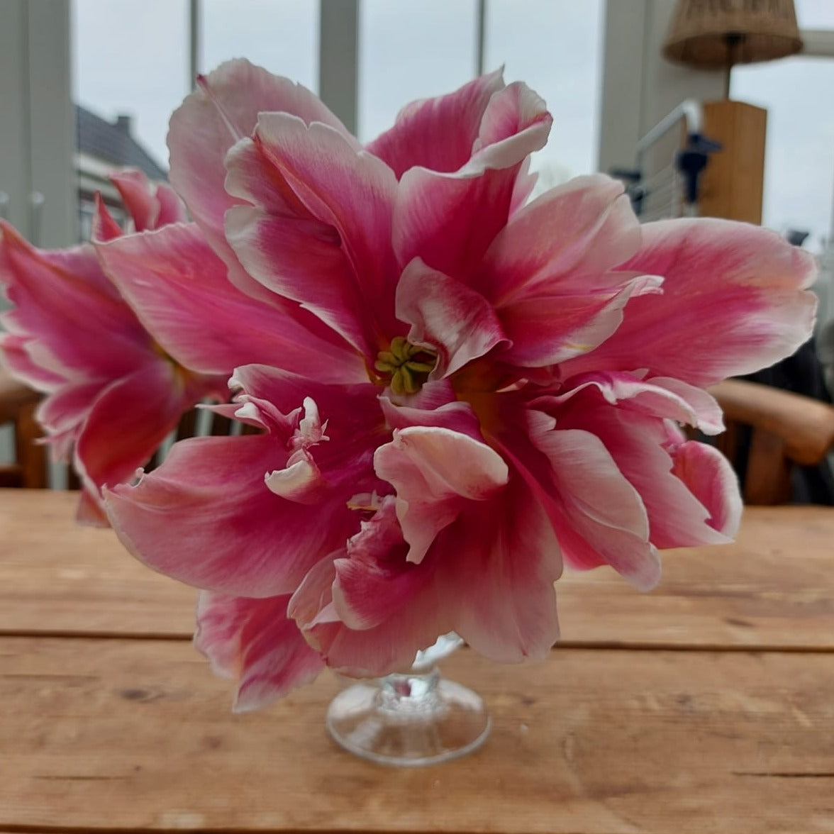 Tulipa Ballade Exotic