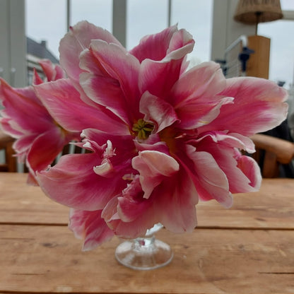 Tulipa Ballade Exotic