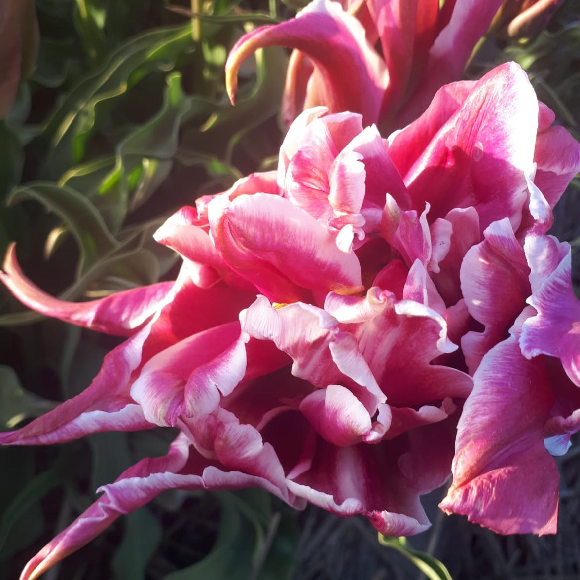 deze Ballade Exotic is echt wel van een buitenaards niveau.  Dankzij de kruising met een dubbele tulp heeft deze schoonheid ook nog eens ongeëvenaarde grote bloemen!