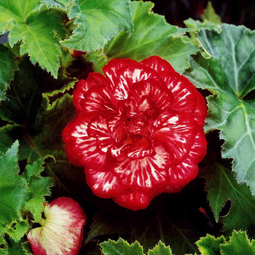 Begonia Marmorata  