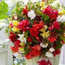 Lade das Bild in den Galerie-Viewer, Begonia pendula gemengd, voor een zomer vol bloemen!  

