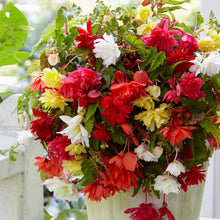 Afbeelding in Gallery-weergave laden, Begonia pendula gemengd, voor een zomer vol bloemen!  
