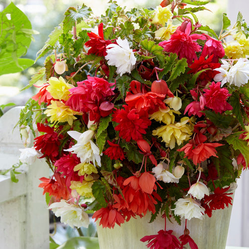 Begonia pendula gemengd, voor een zomer vol bloemen!  