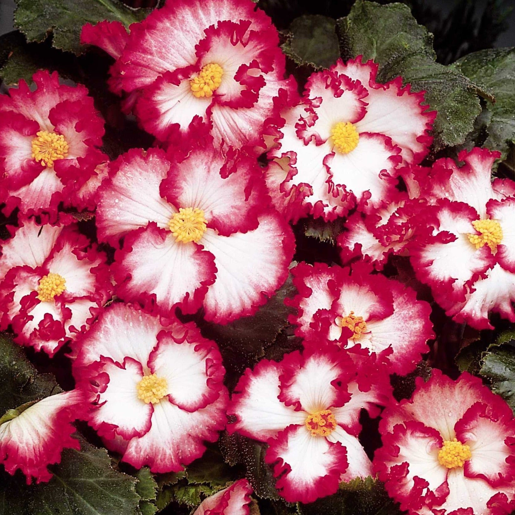 Begonia Crispa Marginata – Alkemade bloembollen