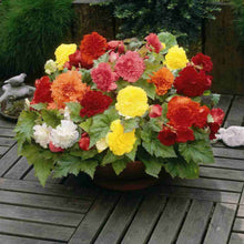 Charger l'image dans la galerie, Begonia Fimbriata gemengd
