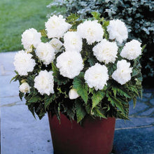 Charger l'image dans la galerie, Begonia Fimbriata wit 
