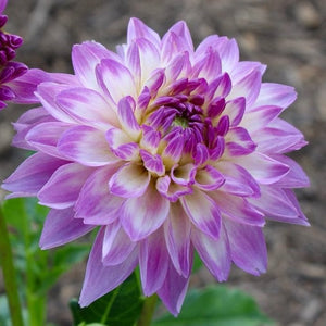 Dahlia 'Blue Wish' is een decoratieve dahlia (van het type waterlelie) van circa 120 cm met goed gevulde bloemen.