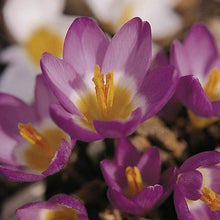 Afbeelding in Gallery-weergave laden, Botanische Krokus ssp sublimis ‘Tricolor’  (kleinbloemig)  Zeker één van de leukste en meest originele krokussen. 
