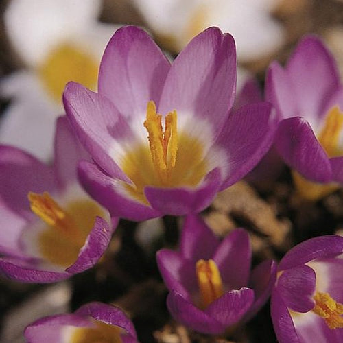 Botanische Krokus ssp sublimis ‘Tricolor’  (kleinbloemig)  Zeker één van de leukste en meest originele krokussen. 