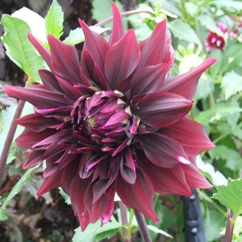 Dahlia Brigitta Alida , mooie donkere kleur en grote bloem.   