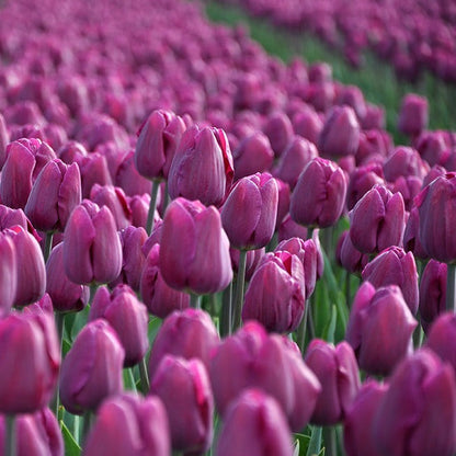 Tulp Bullit op het veld. Heerlijke soort, ook mooi als snijbloem.  Bestel ze nu eenvoudig bij Alkemade LTJ     
