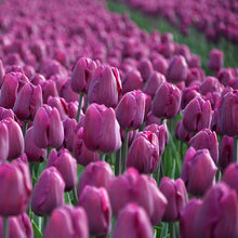 Lade das Bild in den Galerie-Viewer, Tulp bullit op het veld. Heerlijke soort, ook mooi als snijbloem.  Bestel ze nu eenvoudig bij Alkemade LTJ   n  
