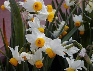 Botanische Narcis Canaliculatis Schattige lage narcissoort met witte bloemblaadjes en donkergele cup.