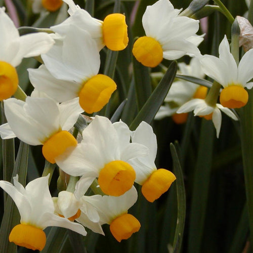 Botanische Narcis Canaliculatis       Schattige lage narcissoort met witte bloemblaadjes en donkergele cup.  