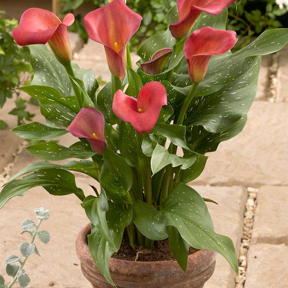 Zantedeschia (Calla) Red Alert.  De vroegere benaming is Calla.   De bloemen zijn trechtervormig met een bloeikolf.  Mooi in border, maar ook zeer geschikt voor potten.  Bij voorkeur zonnige plaats, maar gedeeltelijke schaduw gaat ook.  