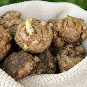 Wanneer je zomerbloembollen kopen?   Bestel ze nu eenvoudig online en plant ze dit voorjaar voor een mooie kleurrijke tuin of terras in de zomer! 