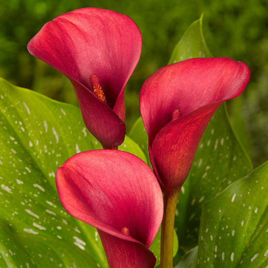 Zantedeschia (Calla) Red Alert 