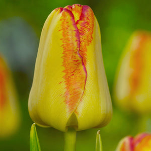 Enkele vroege Tulp Cape Town Vroegbloeiende tulp met een botergele bloem met mooi rood randje.