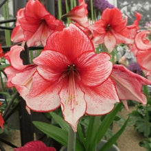 Afbeelding in Gallery-weergave laden, Mooie grootbloemige soort met tweekleurige bloemen.  Hippeastrum Amaryllis Charisma is   donkerrood,  verlopend naar wit, met tussenliggende nuances.
