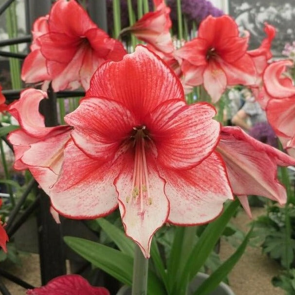 Mooie grootbloemige soort met tweekleurige bloemen.  Hippeastrum Amaryllis Charisma is   donkerrood,  verlopend naar wit, met tussenliggende nuances.
