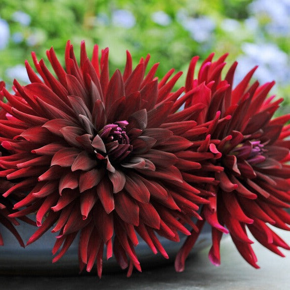 Dahlia Chat Noir is een hoge cactus Dahlia met een diep rood-zwarte kleur. 