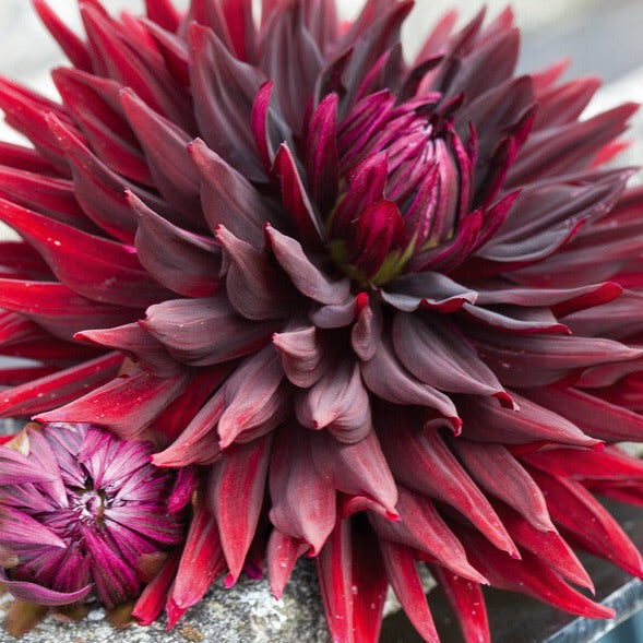 Dahlia Chat Noir is een hoge cactus Dahlia met een diep rood-zwarte kleur. 