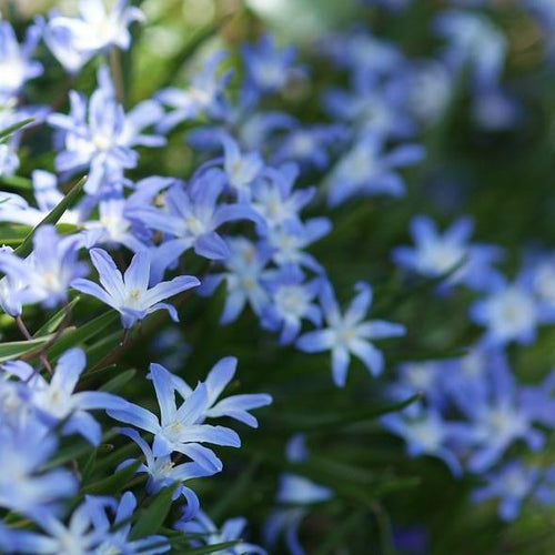 Chionodoxa Luciliae    (sneeuwroem)  Helderblauwe stervormige bloemen met een wit hart.