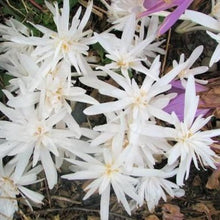 Load image into Gallery viewer, Colchicum Autumnale Alboplenum   (Herfsttijloos).   Vrij zeldzame soort van Colchicum met mooie witte dubbele bloemen.
