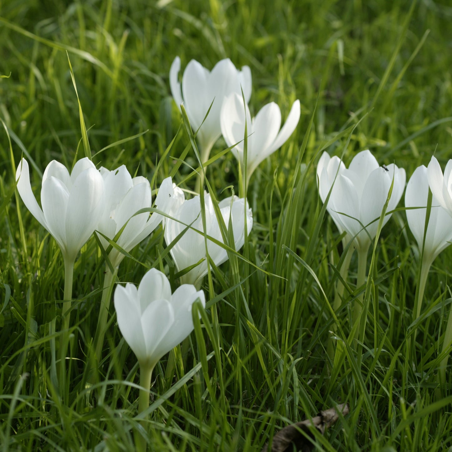 Colchicum Autumnale Album (Herfsttijloos).  Bloeit in de herfst en krijgt blad in de lente