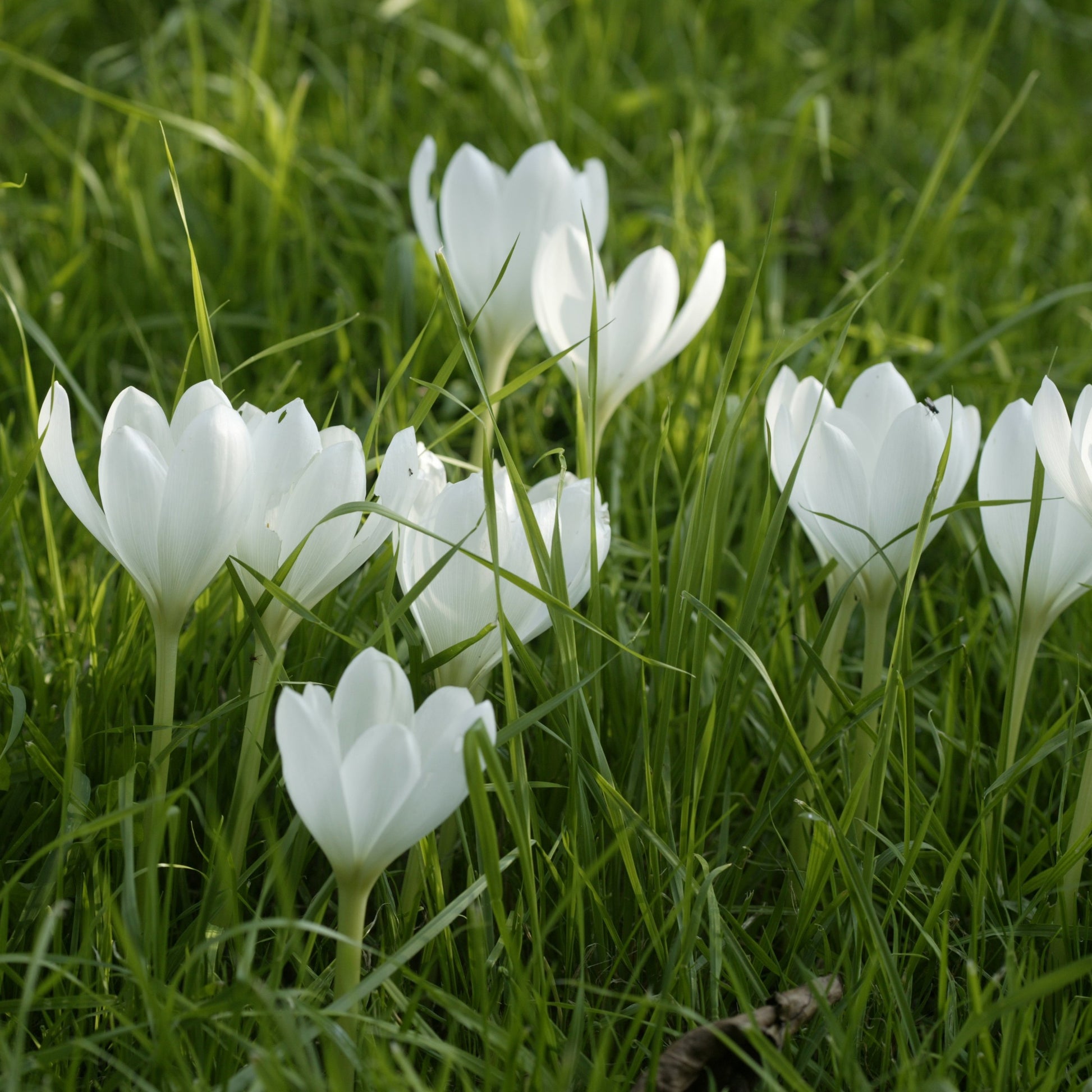 Colchicum Autumnale Album (Herfsttijloos).  Bloeit in de herfst en krijgt blad in de lente