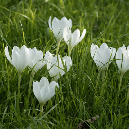 Colchicum Autumnale Album (Herfsttijloos).  Bloeit in de herfst en krijgt blad in de lente